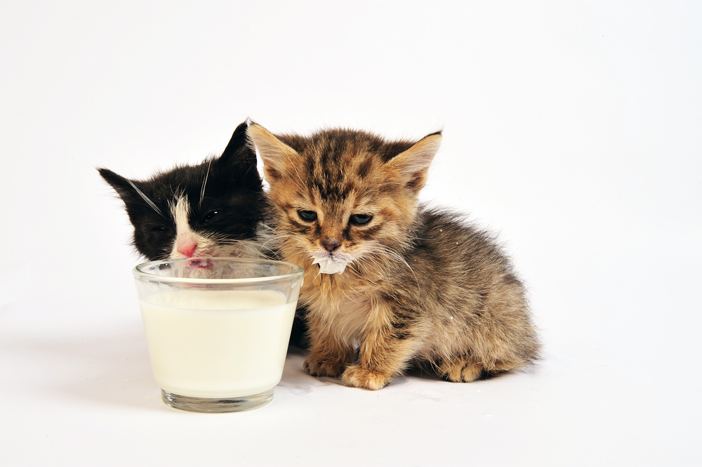 子猫の餌の回数～1日何回食べさせればいいの？  UCHINOCO ＜うちの子＞