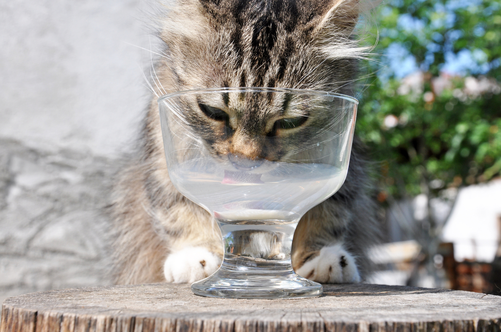 ミルクを欲しがる子猫の対策と離乳食のタイミング Uchinoco うちの子