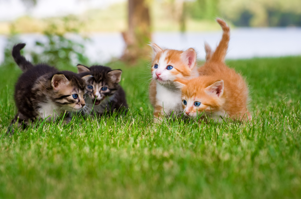 オス メスどっち 子猫の性別の見分け方を解説 Uchinoco うちの子