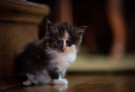 子猫の体重が減るときの原因は?