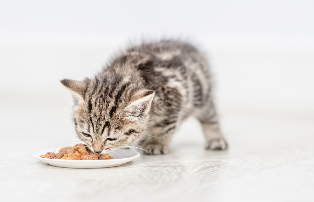 子猫の離乳食はいつから始めていつまであげる 気になる疑問を解決 Uchinoco うちの子