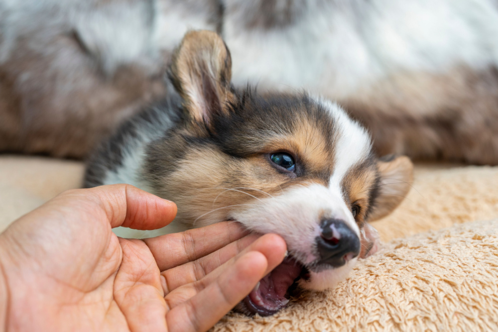 子犬の甘噛みはいつまで続く やめさせる方法は Uchinoco うちの子