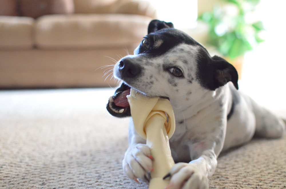 犬が服を噛む理由は 原因と対処法を紹介 Uchinoco うちの子