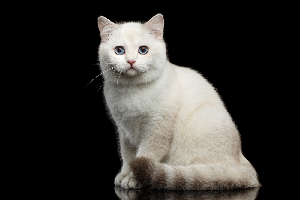 猫の鳴き声がうるさい時 飼い主はどう対応したらいい Uchinoco うちの子