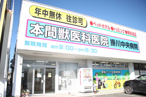 犬猫の肥満を予防しよう! 最適なダイエット法とは?