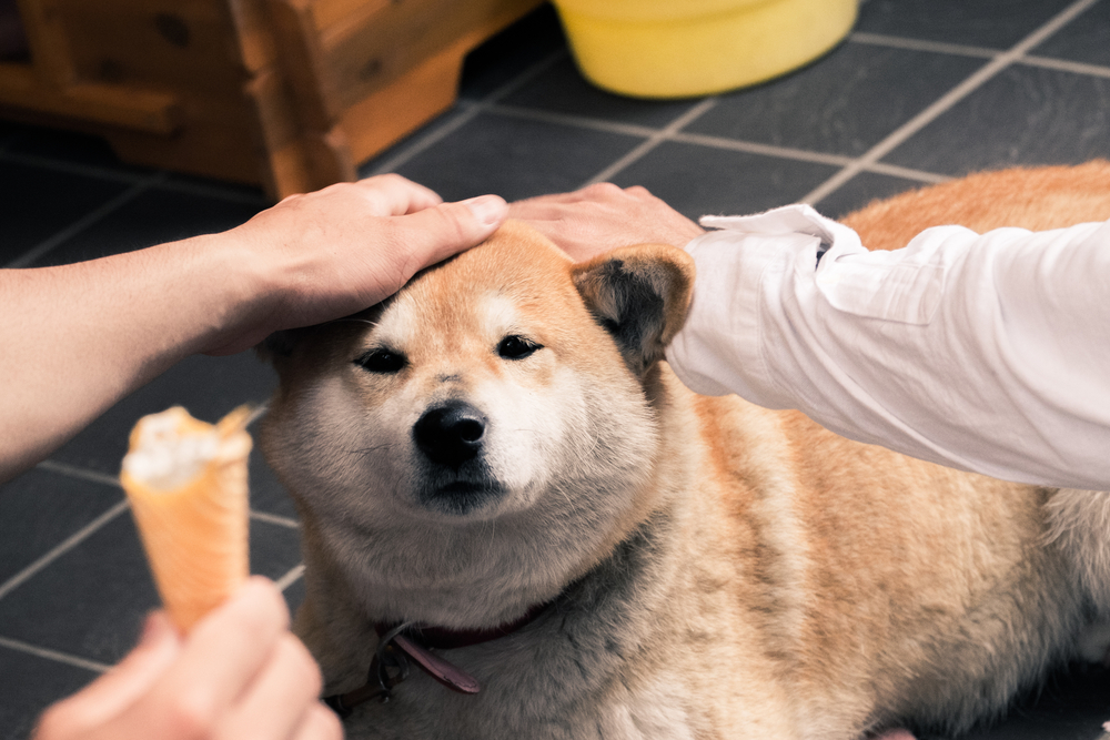 北海道犬とは Uchinoco うちの子