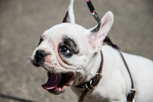 犬のしゃっくりから考えられる病気と止め方は Uchinoco うちの子