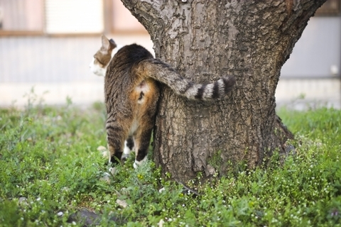 猫はなぜマーキングするの?マーキングの方法と対策をご紹介