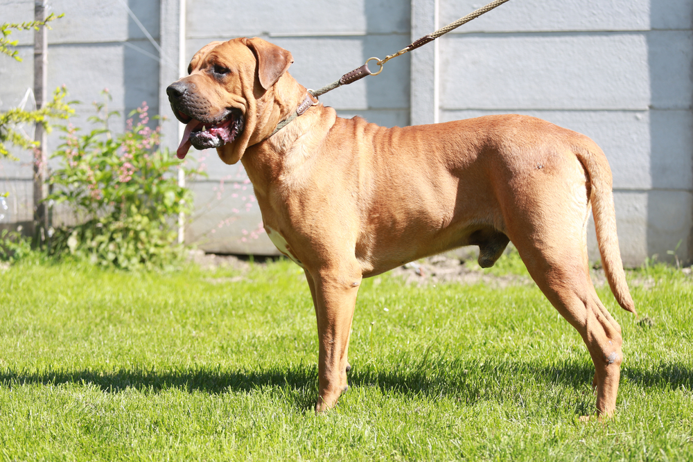 勇ましいお顔と体格が特徴 土佐犬 について Uchinoco うちの子