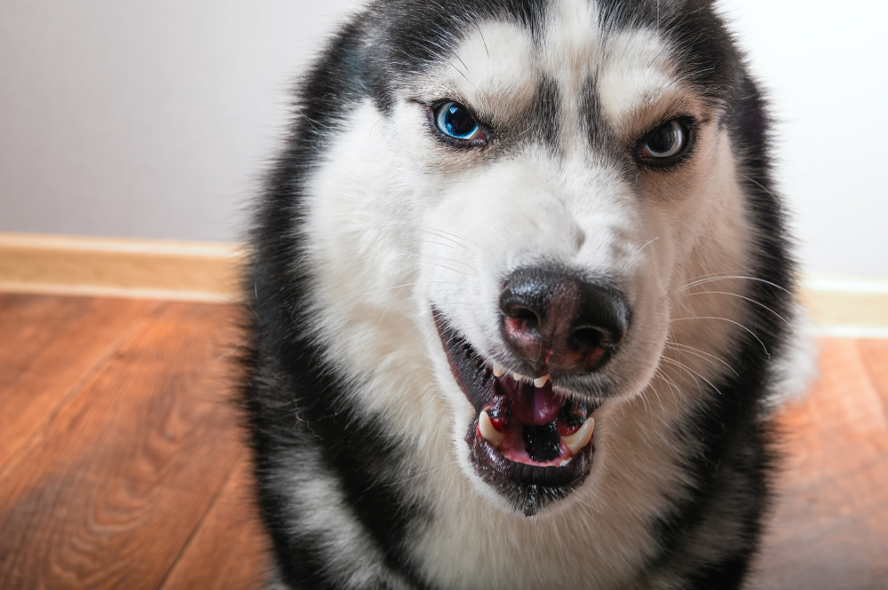 犬が威嚇するときの原因とは 威嚇行動には注意を Uchinoco うちの子