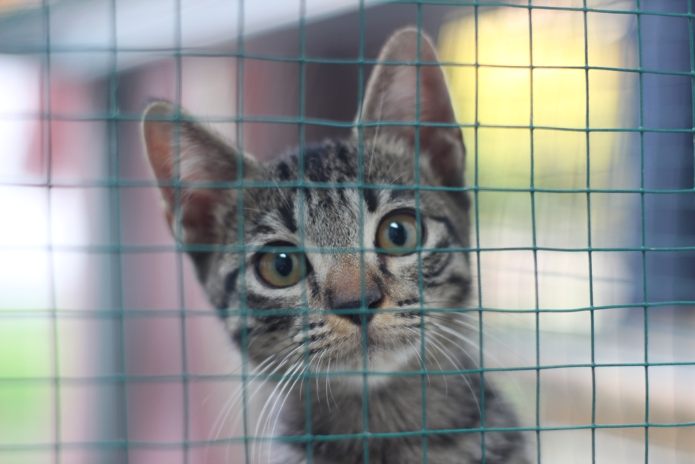 子猫がケージに入ると鳴くのはどうして 原因と対策 Uchinoco うちの子