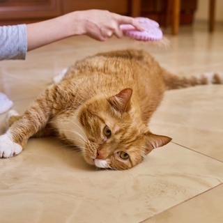 猫の毛割れの原因って？毛割れのサインを見逃さないで！