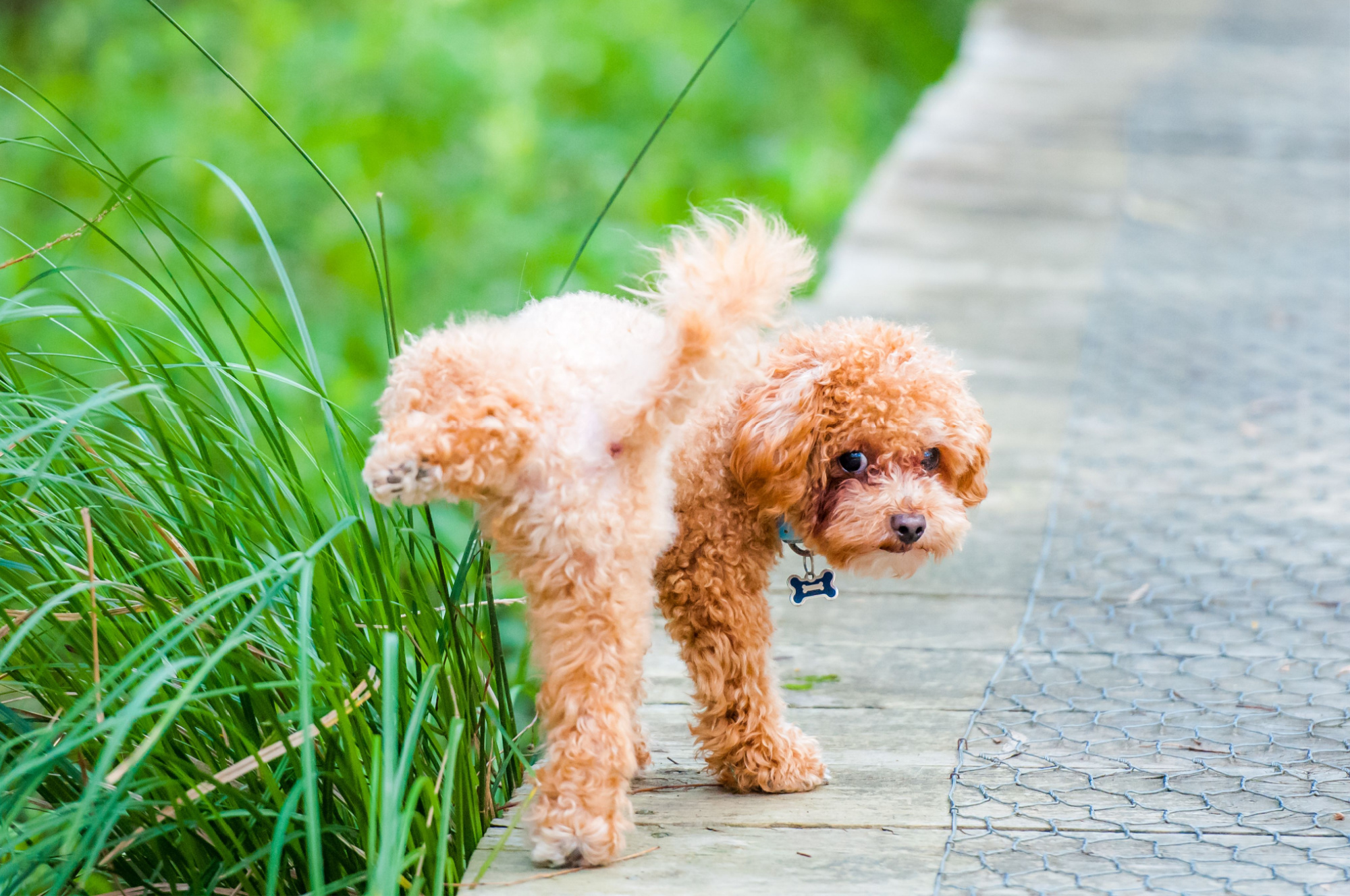 雄犬のトイレで足上げは何カ月から やめさせるには 対策グッズも紹介 Uchinoco うちの子