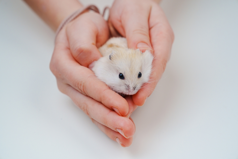 ハムスターの夏の飼い方は Uchinoco うちの子