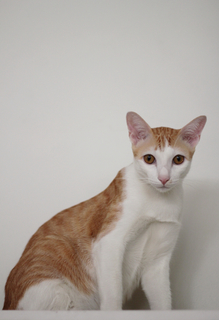 猫が痩せてきたとき、考えられる病気は?その原因はなに?