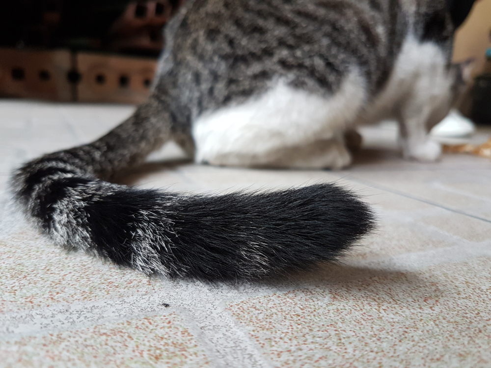 猫の尻尾がプルプルと震える どんな理由があるの Uchinoco うちの子