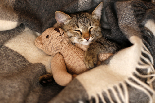 猫を腕枕 憧れちゃう 猫と一緒に添い寝するコツ Uchinoco うちの子