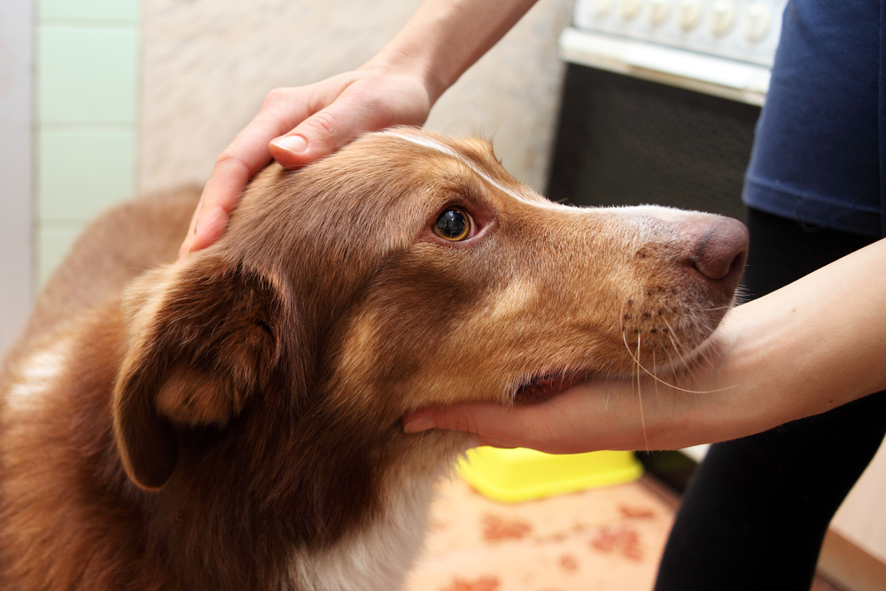 愛犬の体調不良のサインを見逃さないで 体調不良の仕草や行動について Uchinoco うちの子