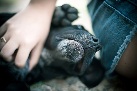 犬が喜ぶ!撫でられたい場所は?