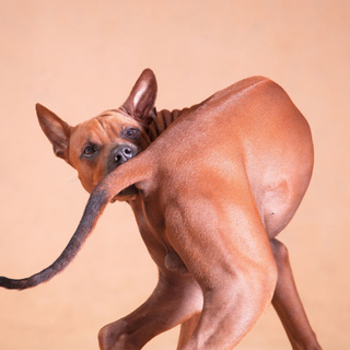 犬が尻尾の付け根を舐めている？！そんな時は要注意！