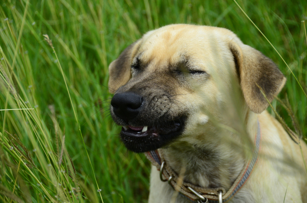 くしゃみの時の鼻水が臭い 犬の鼻水が臭い時は病気なの Uchinoco うちの子