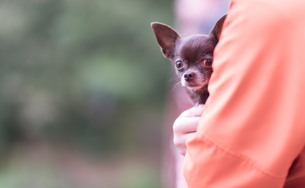 犬の散歩に抱っこは意味がない 歩かない犬との散歩について Uchinoco うちの子