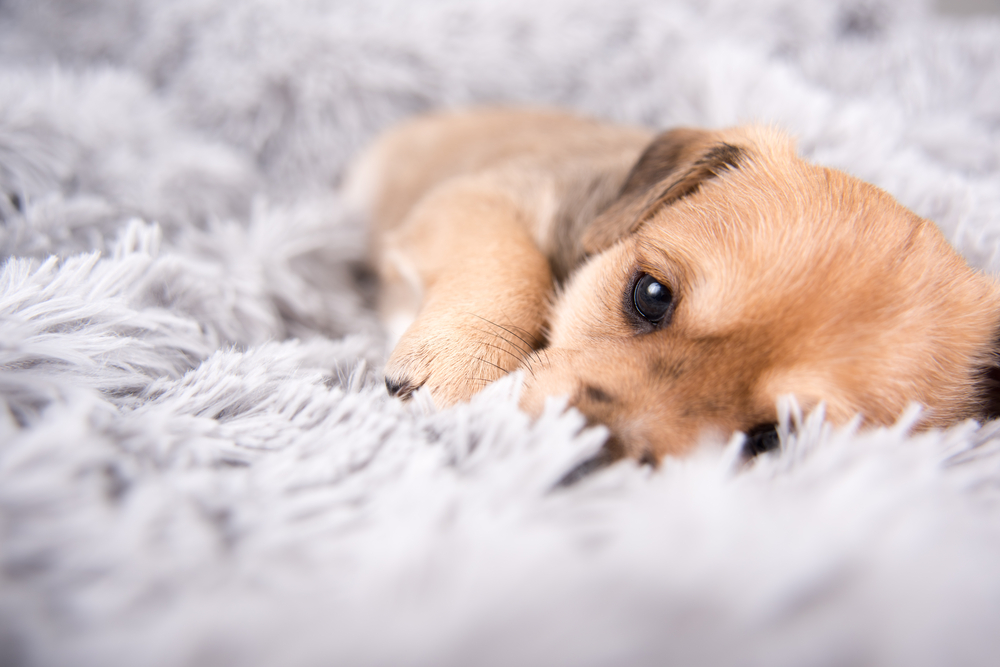 犬が構ってほしいときに見せる愛らしい仕草とは Uchinoco うちの子