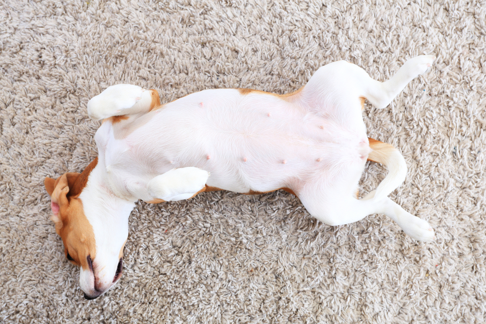 犬の へそてん は飼い主を幸せにする平和の象徴 Uchinoco うちの子