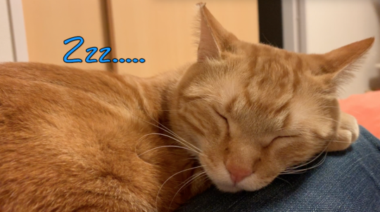 ご主人の膝の上が一番♡ついついウトウトしちゃう猫ちゃん