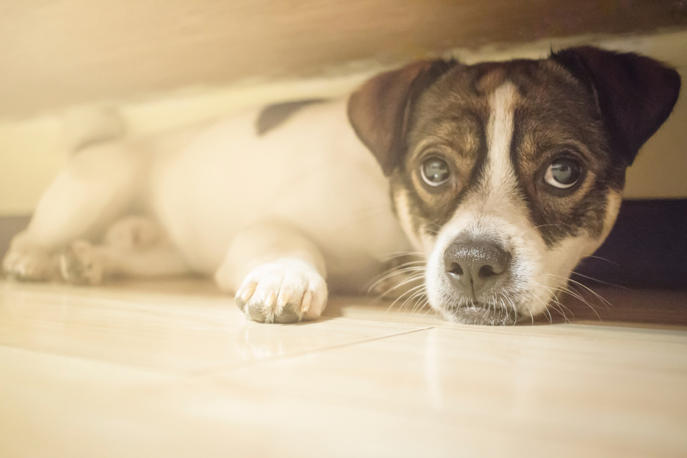 犬ってため息をつくもの その理由はなに Uchinoco うちの子