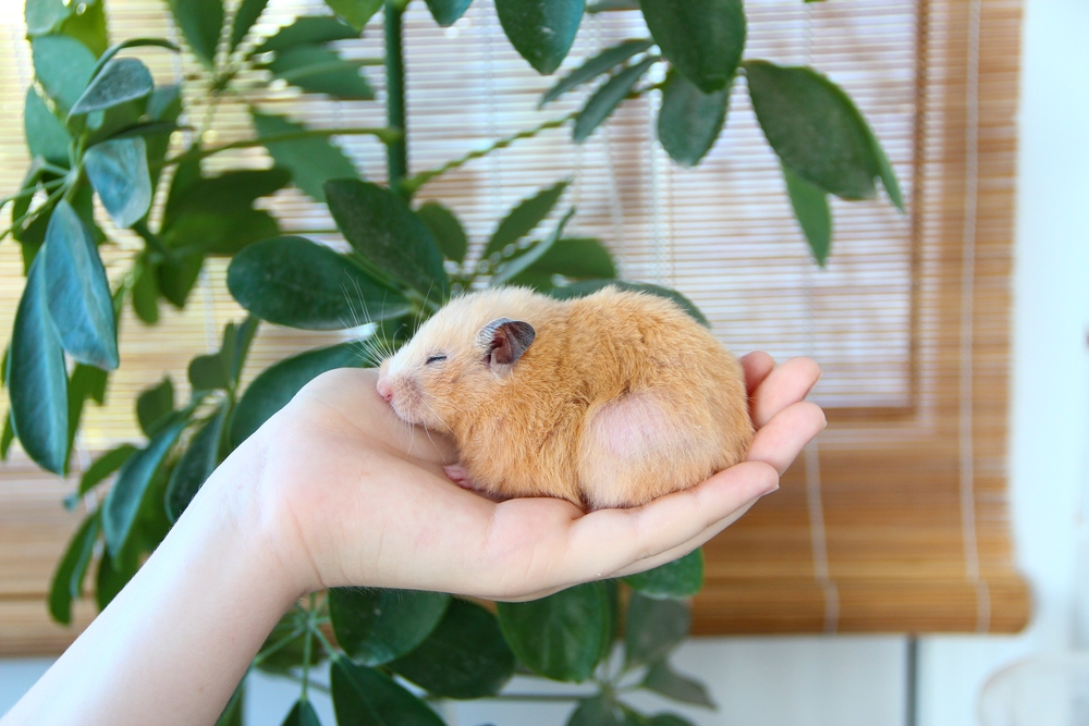 飼育に適切な温度は何度なの ハムスターの飼い方 Uchinoco うちの子