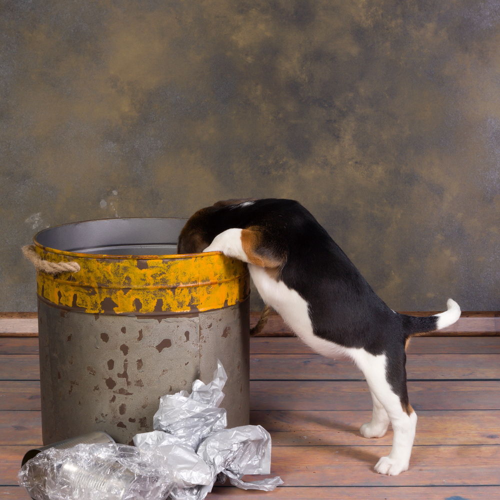 ゴミ箱をあさるのは犬の自然な行動 やめさせる方法は Uchinoco うちの子
