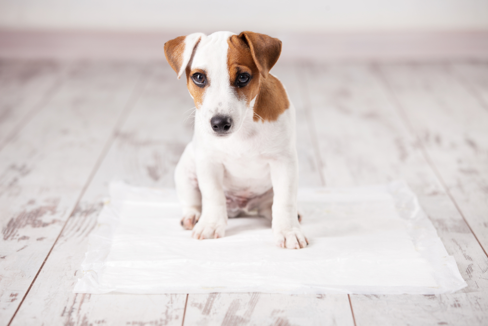 留守がちな家に暮らす子犬のトイレトレーニング方法は Uchinoco うちの子