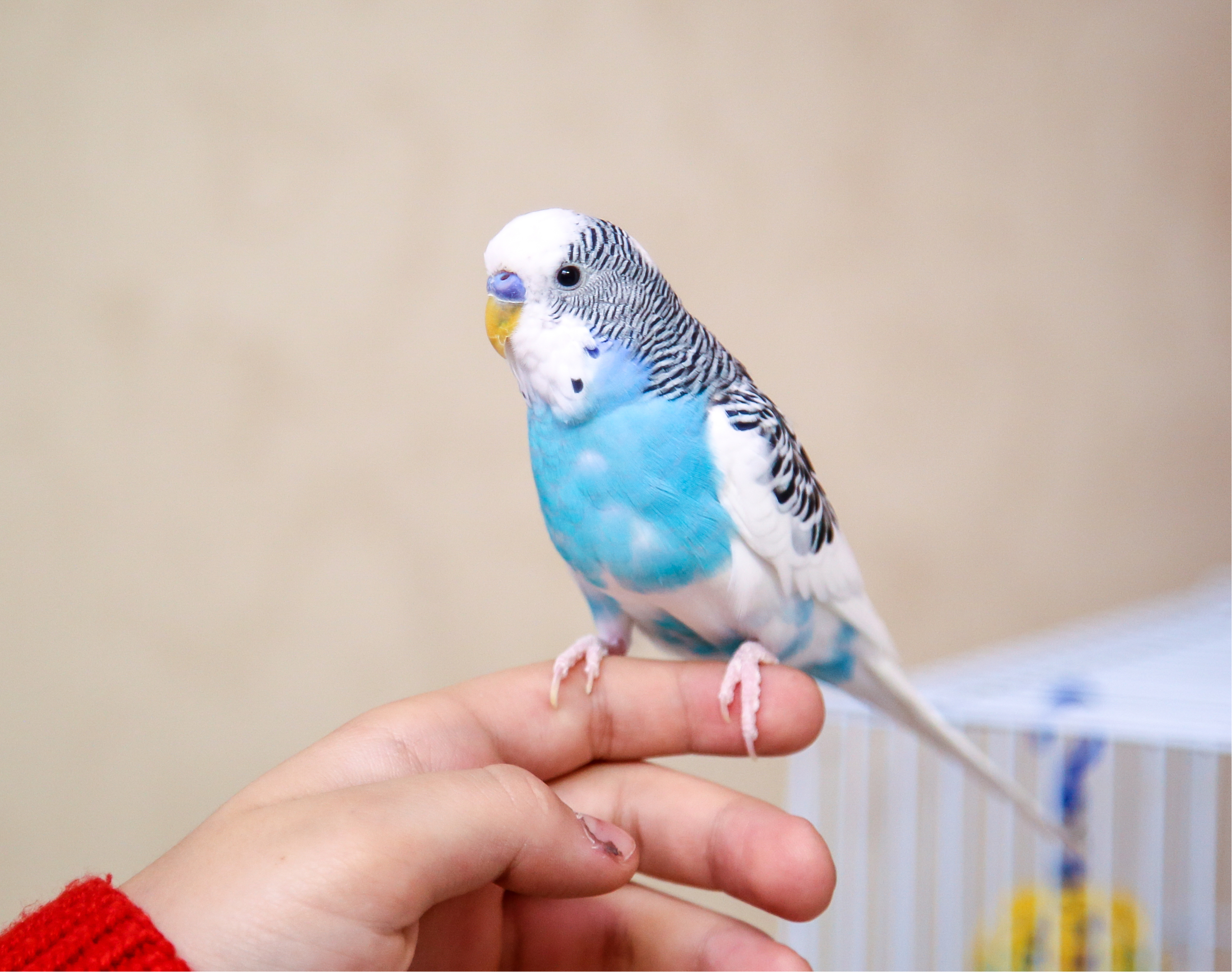 鳥 ペット が今大人気 手乗りインコの種類はどんなのがあるの Uchinoco うちの子