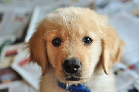 子犬のしつけはいつから?順番はどうすれば良いの?