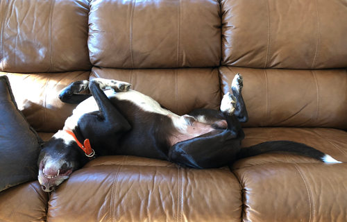 犬と信頼関係を築こう!リラックスポジションについて