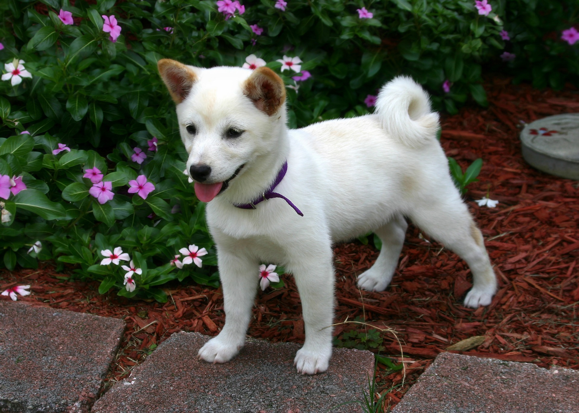 いくつ知っている 日本犬を紹介 Uchinoco うちの子