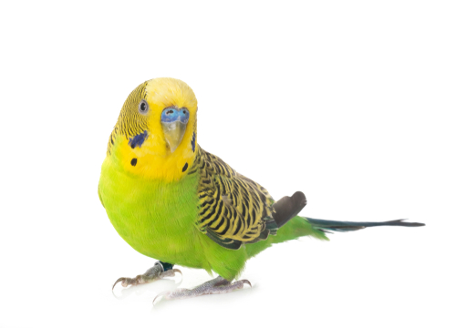 セキセイインコ 安い ペット不可