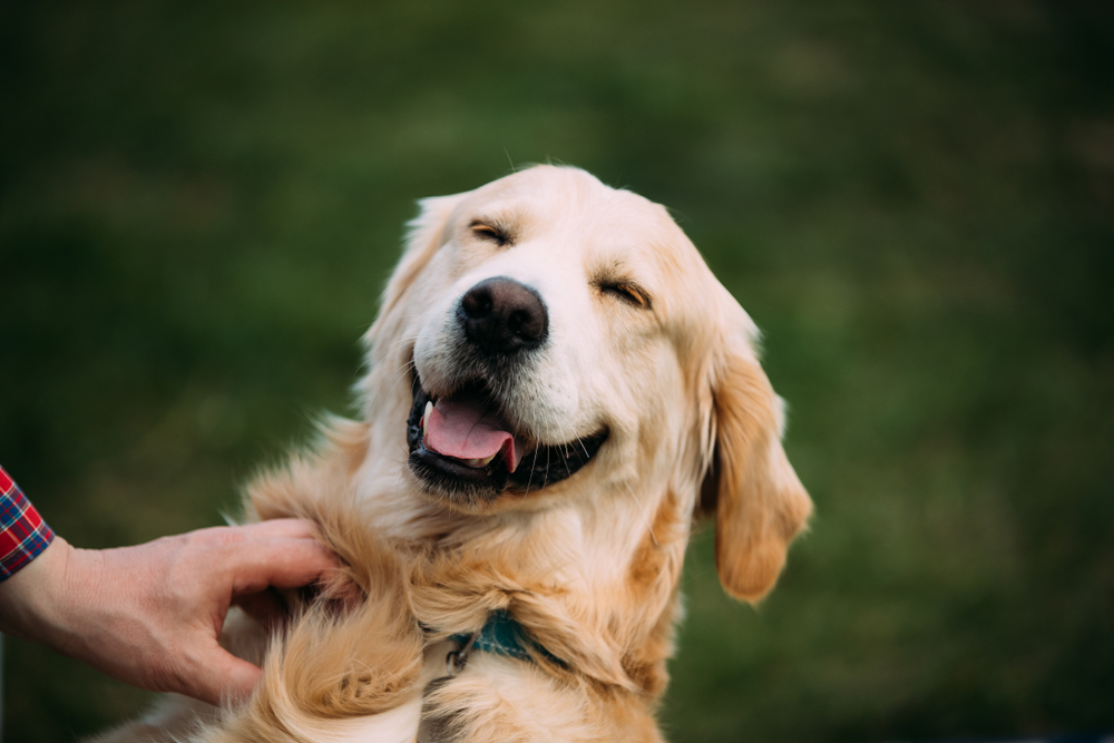 愛犬のために知っておきたい 犬が撫でられると気持ち良い場所はここ Uchinoco うちの子