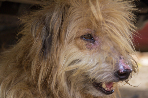 冬はご用心・犬の部分別に考える乾燥対策