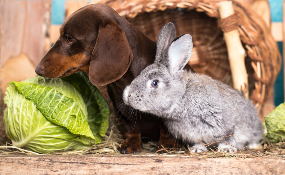 犬にとってキャベツを食べるとどんな効果があるのでしょうか Uchinoco うちの子