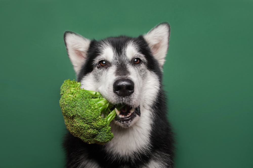 犬はブロッコリーが好きですか 与える時の注意点などをまとめてみました Uchinoco うちの子