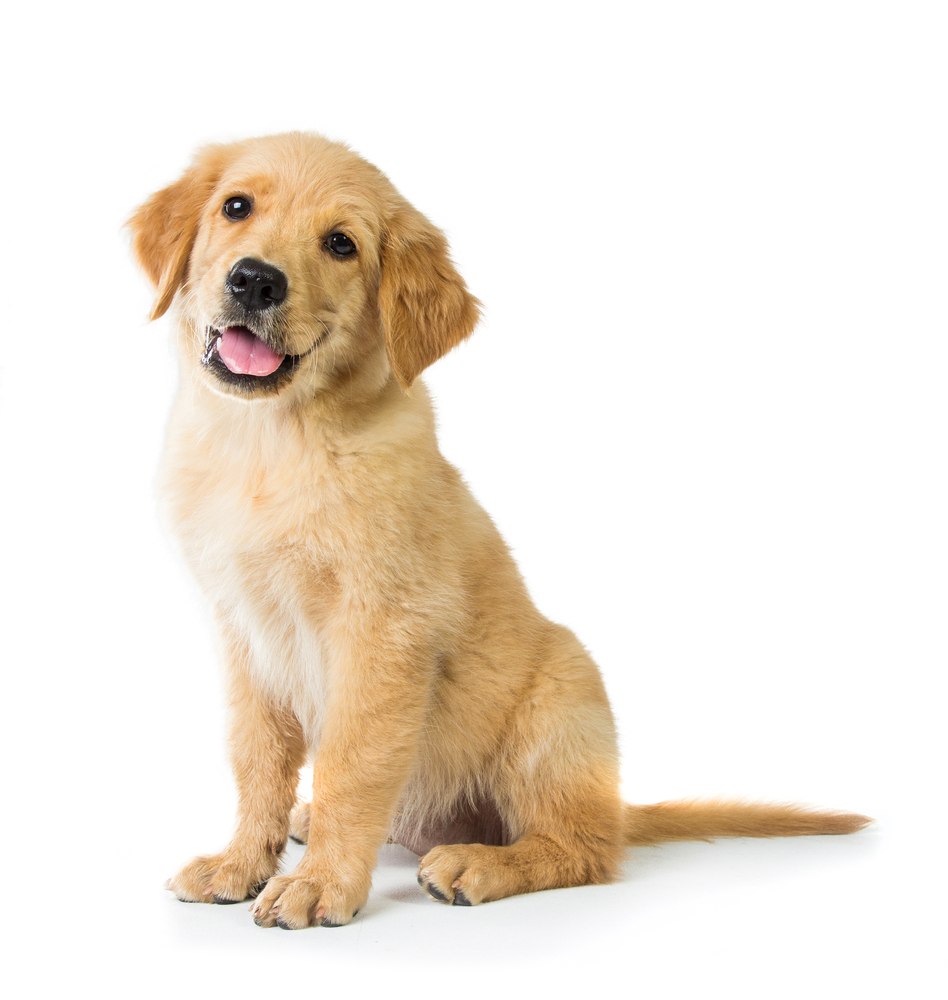 あれ 横座り 犬のお座りが変な時 Uchinoco うちの子