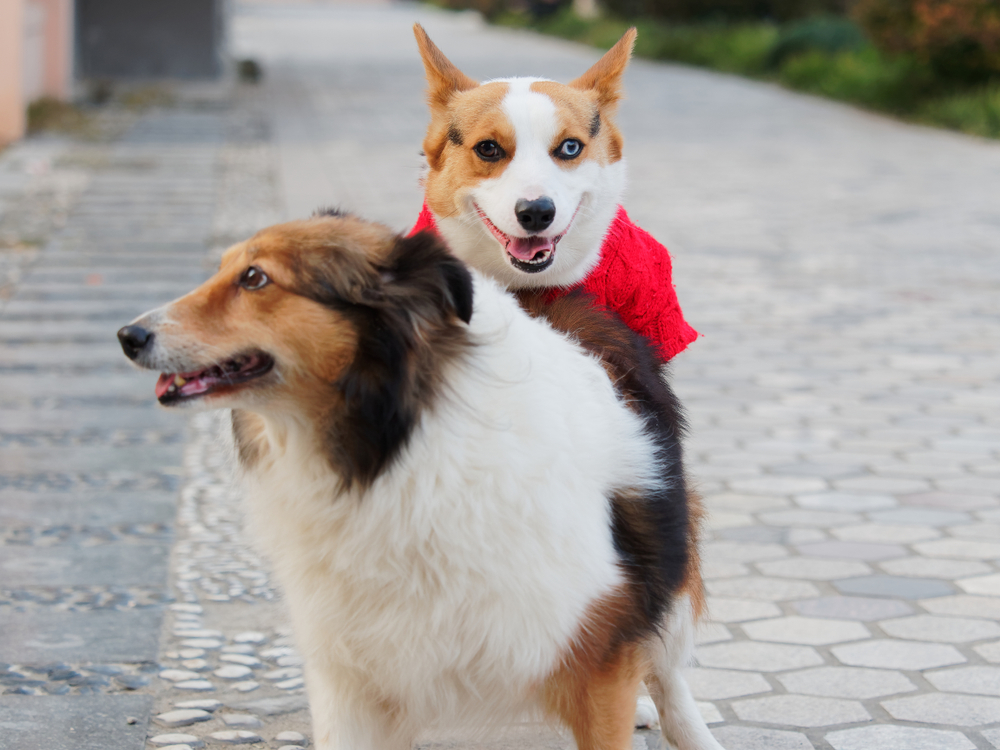 犬が腰をカクカク 止めさせる必要性はある ない Uchinoco うちの子