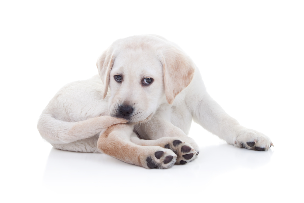 犬が自分のしっぽを噛む理由と対策について Uchinoco うちの子