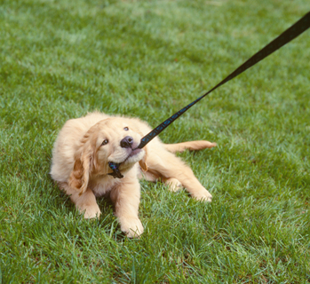 リードを噛む犬!どうにかしたい!対策とおすすめリード
