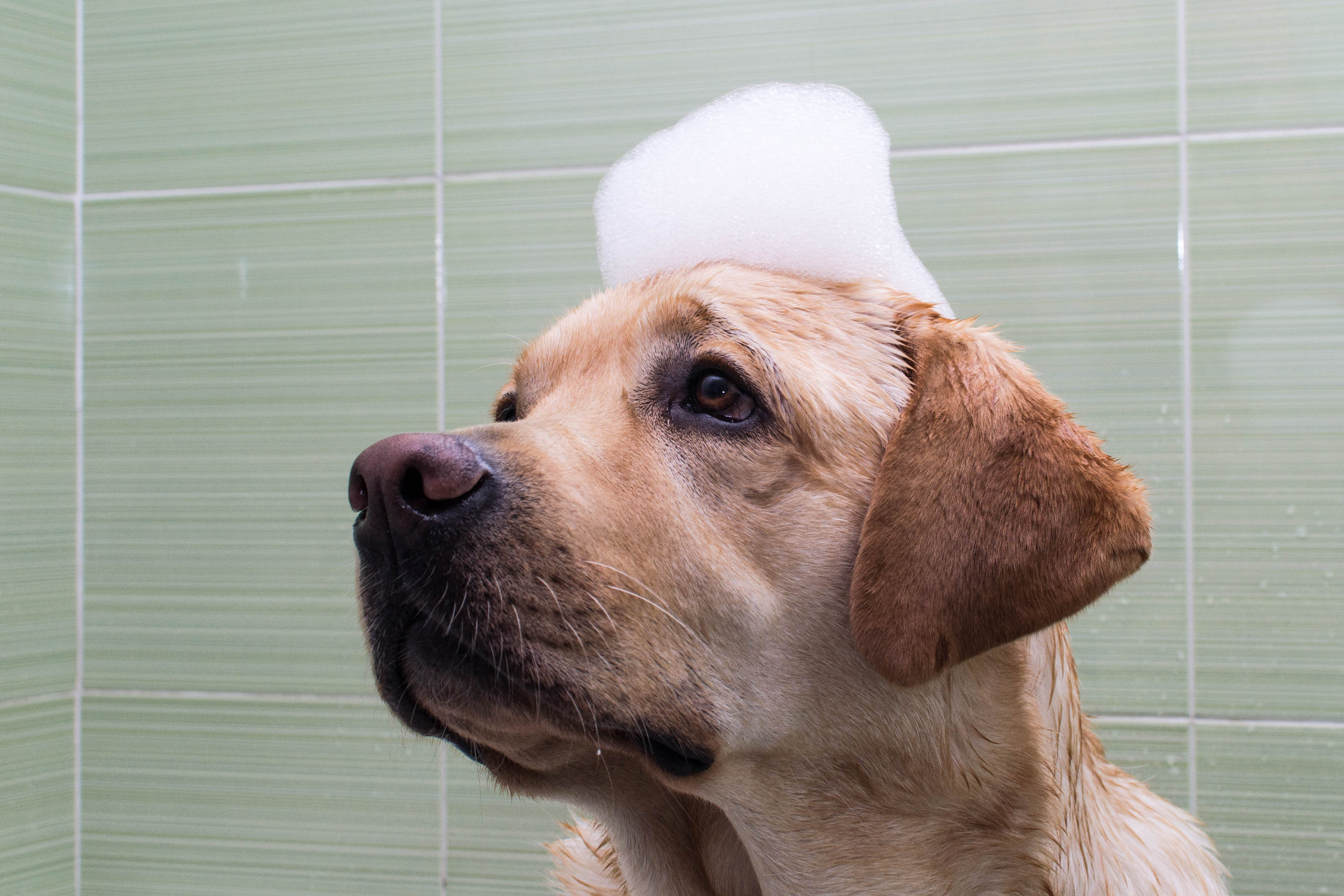 自宅で犬のシャンプーをしよう 洗い方のコツやおすすめ商品をご紹介 Uchinoco うちの子