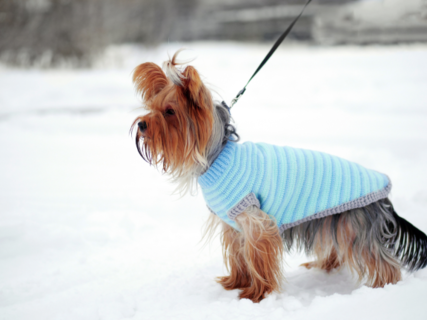 寒がりな犬種だってお散歩したい!冬の散歩で注意すべき点