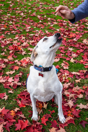 犬に芸をさせたい ゴロン ハイタッチはどんな風に教えれば良いの Uchinoco うちの子