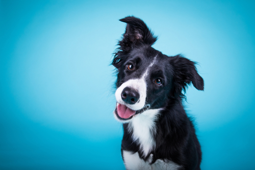 犬とインコは一緒に飼えるもの それとも危険 Uchinoco うちの子